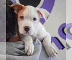 Small #5 American Bulldog-American Staffordshire Terrier Mix