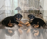 Small Rottweiler