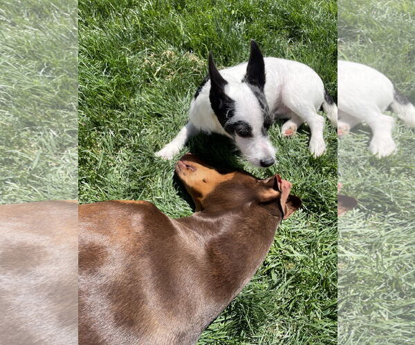 Medium Photo #11 Mutt Puppy For Sale in Escondido, CA, USA