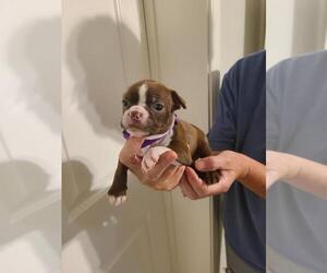 Boston Terrier Puppy for sale in FALLON, NV, USA
