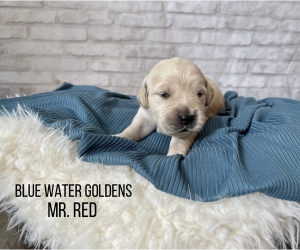 Medium Photo #1 Golden Retriever Puppy For Sale in CLEARWATER, FL, USA