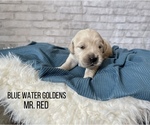 Small Photo #1 Golden Retriever Puppy For Sale in CLEARWATER, FL, USA