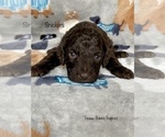 Small Photo #5 Poodle (Miniature) Puppy For Sale in SEDALIA, MO, USA
