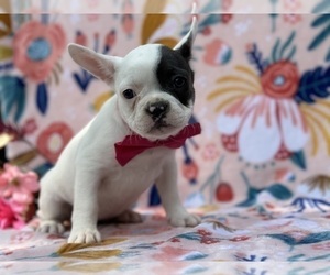 French Bulldog Puppy for sale in LANCASTER, PA, USA