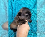 Small #3 French Bulldog