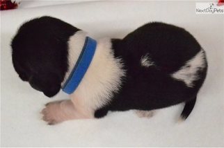 Basset Hound Puppy for sale in BENTON, AR, USA