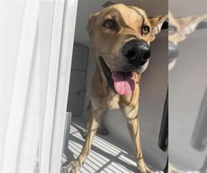 Labrador Retriever-Unknown Mix Dogs for adoption in Houston, TX, USA