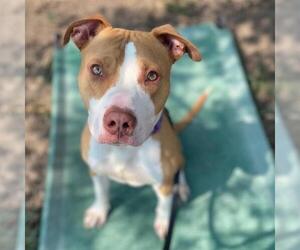 Staffordshire Bull Terrier-Unknown Mix Dogs for adoption in Aurora, CO, USA