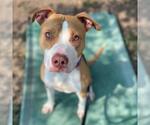 Small Staffordshire Bull Terrier Mix