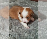 Small Photo #3 Aussie-Corgi Puppy For Sale in BRIGGSDALE, CO, USA