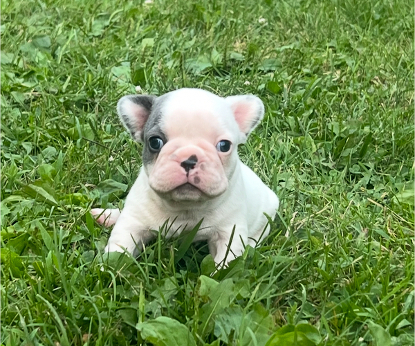 Medium Photo #8 French Bulldog Puppy For Sale in MILLVILLE, MN, USA