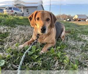 Labbe Dogs for adoption in Evansville, IN, USA