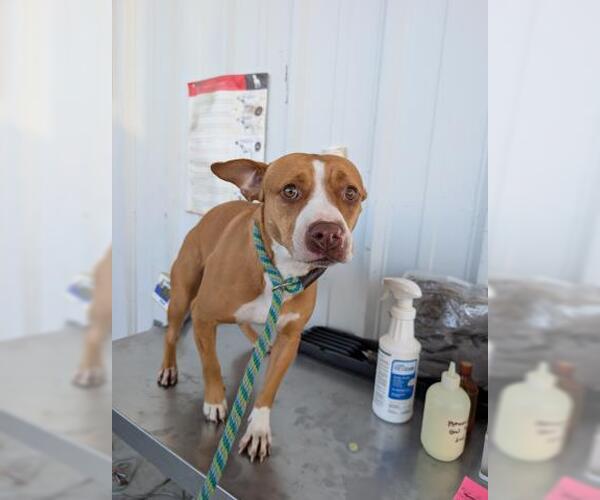 Medium Photo #1 Staffordshire Bull Terrier-Unknown Mix Puppy For Sale in Bakersfield, CA, USA