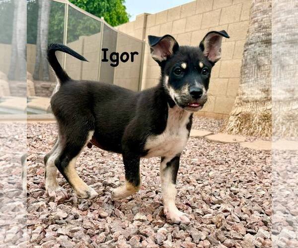 Medium Photo #2 Australian Shepherd-Catahoula Leopard Dog Mix Puppy For Sale in Cave Creek, AZ, USA