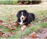 Small #2 Bernese Mountain Dog