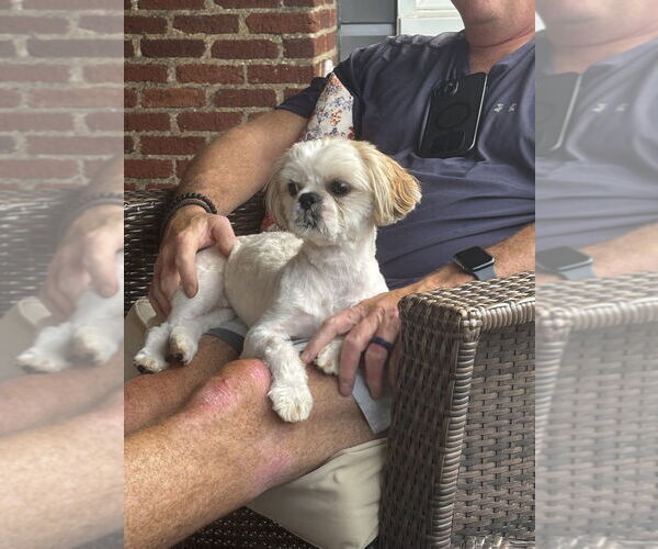 Medium Photo #2 Shih Tzu Puppy For Sale in Springdale, PA, USA
