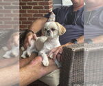 Small #1 Shih Tzu
