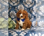 Small Photo #1 Cavapoo Puppy For Sale in OXFORD, PA, USA