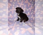 Small #7 Poodle (Toy)
