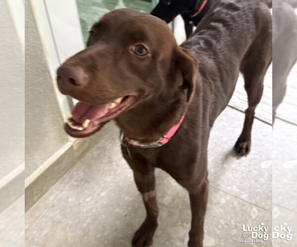 Medium Photo #4 Labrador Retriever-Unknown Mix Puppy For Sale in Washington, DC, USA