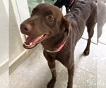 Small #3 Labrador Retriever Mix
