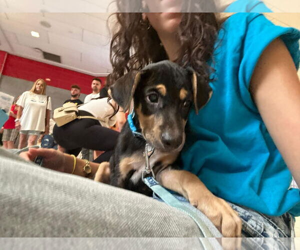 Medium Photo #5 Doberman Pinscher-Retriever  Mix Puppy For Sale in Virginia Beach, VA, USA