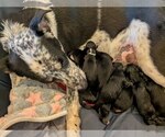 Small #8 Mutt