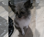 Small #2 Pomeranian Mix