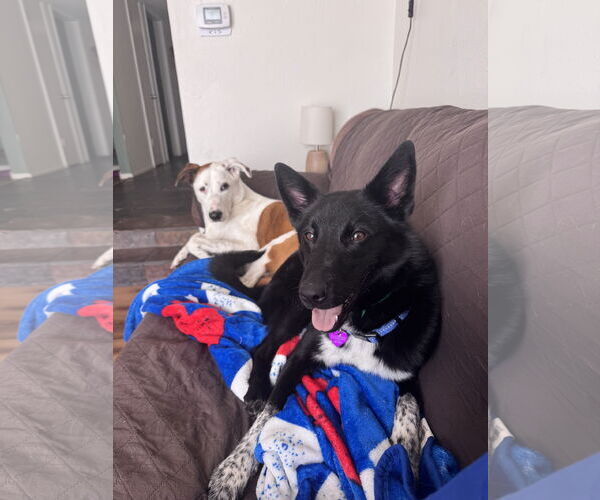 Medium Photo #3 Mutt Puppy For Sale in Aurora, CO, USA