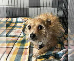 Mutt Dogs for adoption in Chico, CA, USA