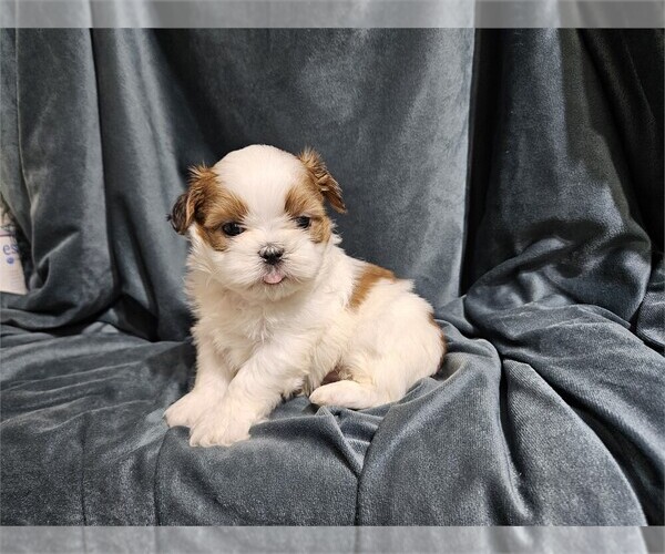 Medium Photo #1 Shih Tzu Puppy For Sale in MIAMI, FL, USA