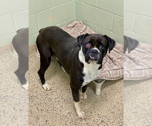 Boxer Dogs for adoption in Austin, TX, USA