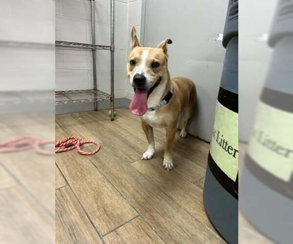 Medium Photo #3 Carolina Dog-Unknown Mix Puppy For Sale in Rowlett, TX, USA