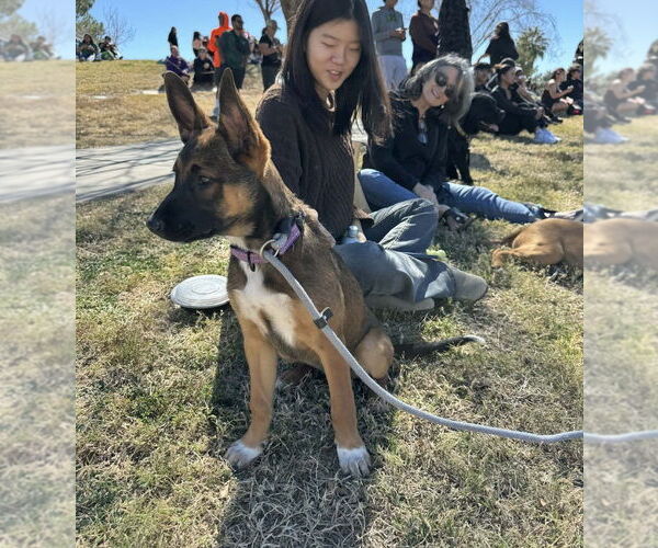 Medium Photo #6 Mutt Puppy For Sale in Imlay City, MI, USA