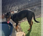 Small #2 Rottweiler Mix