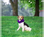 Small #3 Mutt