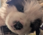 Puppy Black Male Great Pyrenees