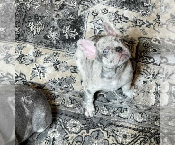 Medium Photo #1 French Bulldog Puppy For Sale in GIG HARBOR, WA, USA