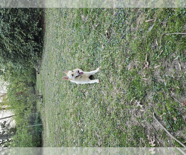 Medium Photo #9 - Mix Puppy For Sale in Winston Salem, NC, USA