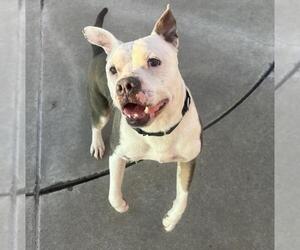 Mutt Dogs for adoption in Martinez, CA, USA