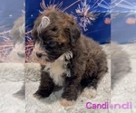 Small #5 Poodle (Toy)