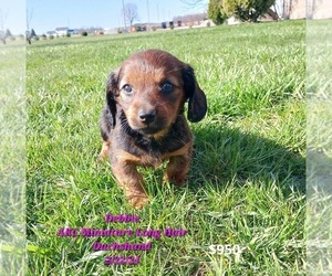 Dachshund Puppy for Sale in TOPEKA, Indiana USA