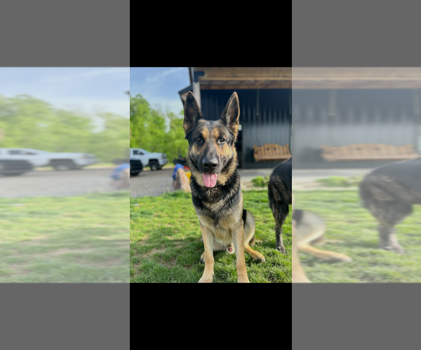 Medium Photo #3 German Shepherd Dog Puppy For Sale in ZANESVILLE, OH, USA
