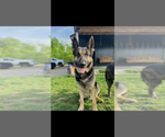 Small #2 German Shepherd Dog