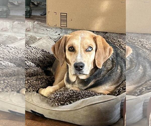 Medium Photo #2 Mutt Puppy For Sale in Forest, VA, USA