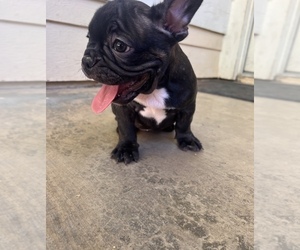 French Bulldog Puppy for sale in PALMDALE, CA, USA