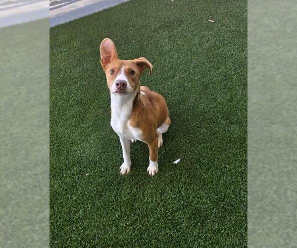 Medium Photo #2 German Shepherd Dog-Unknown Mix Puppy For Sale in Baytown, TX, USA