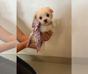 Maltese Puppy for sale in CLEWISTON, FL, USA