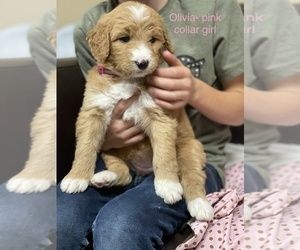 Australian Labradoodle Puppy for sale in BATTLE GROUND, WA, USA