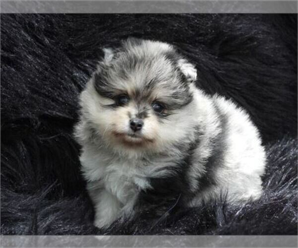 Medium Photo #6 Pomeranian Puppy For Sale in WEST PALM BEACH, FL, USA